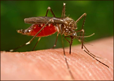 Dịch vụ diệt muỗi phòng ngừa virus Zika